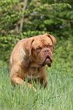 DOGUE DE BORDEAUX 088